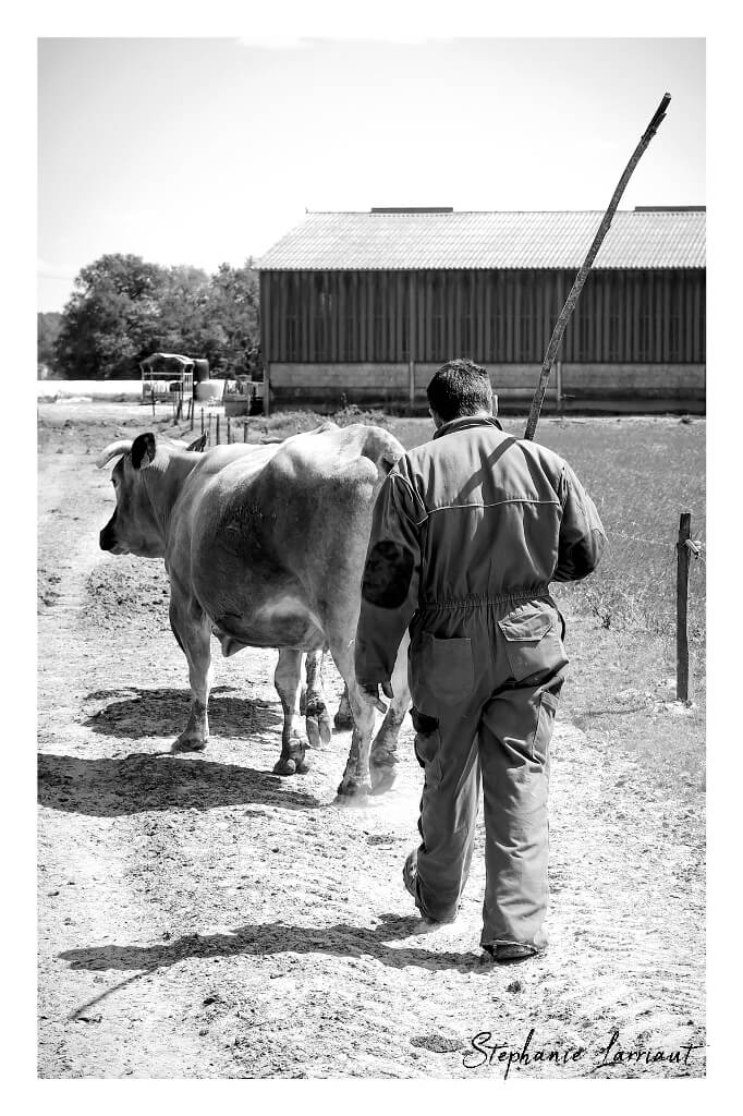 Reportage photo Bazas Langon Marmande - Larriaut Photos - Galerie 2 La bazadaise TOUT UN ELEVAGE 1