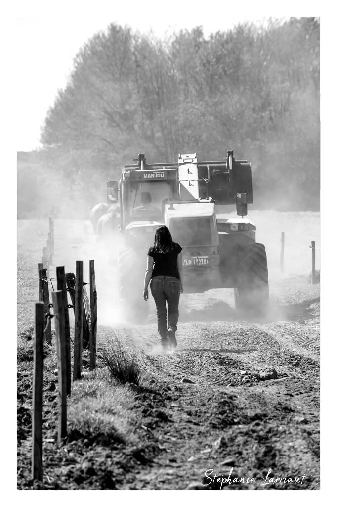 Reportage photo Bazas Langon Marmande - Larriaut Photos - Galerie 2 La bazadaise TOUT UN ELEVAGE 10
