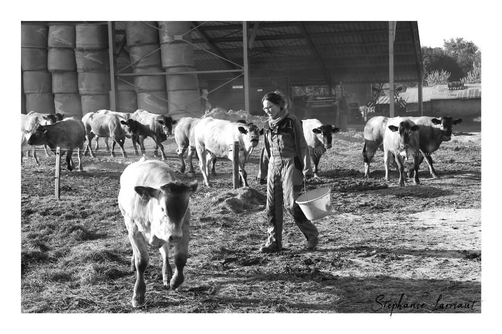 Reportage photo Bazas Langon Marmande - Larriaut Photos - Galerie 2 La bazadaise TOUT UN ELEVAGE 11