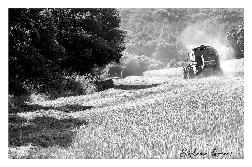 Reportage photo Bazas Langon Marmande - Larriaut Photos - Galerie 2 La bazadaise TOUT UN ELEVAGE 15