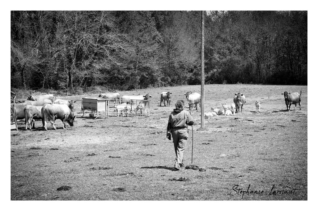 Reportage photo Bazas Langon Marmande - Larriaut Photos - Galerie 2 La bazadaise TOUT UN ELEVAGE 16