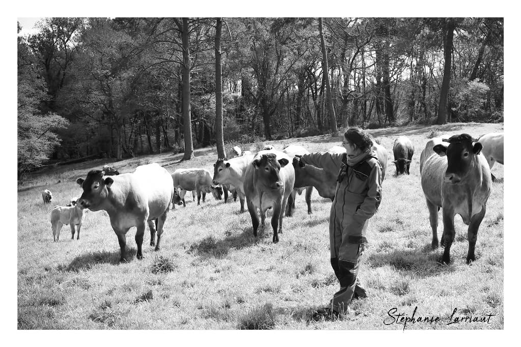 Reportage photo Bazas Langon Marmande - Larriaut Photos - Galerie 2 La bazadaise TOUT UN ELEVAGE 17