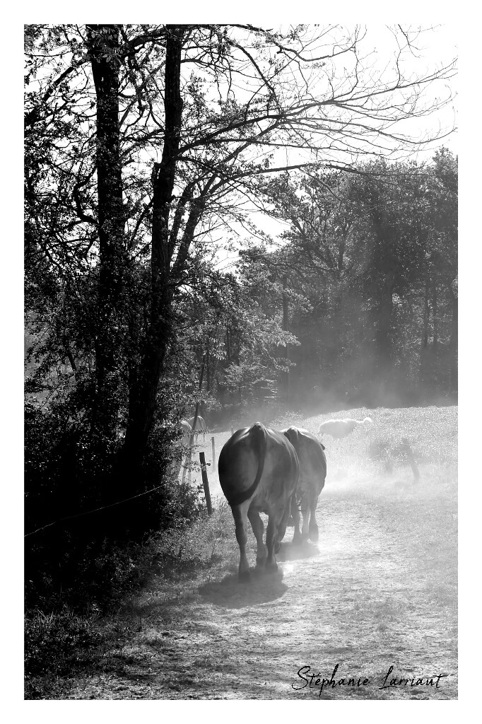 Reportage photo Bazas Langon Marmande - Larriaut Photos - Galerie 2 La bazadaise TOUT UN ELEVAGE 2