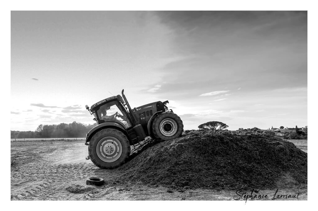 Reportage photo Bazas Langon Marmande - Larriaut Photos - Galerie 2 La bazadaise TOUT UN ELEVAGE 21