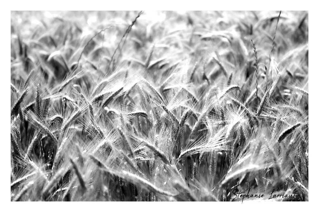 Reportage photo Bazas Langon Marmande - Larriaut Photos - Galerie 2 La bazadaise TOUT UN ELEVAGE 22