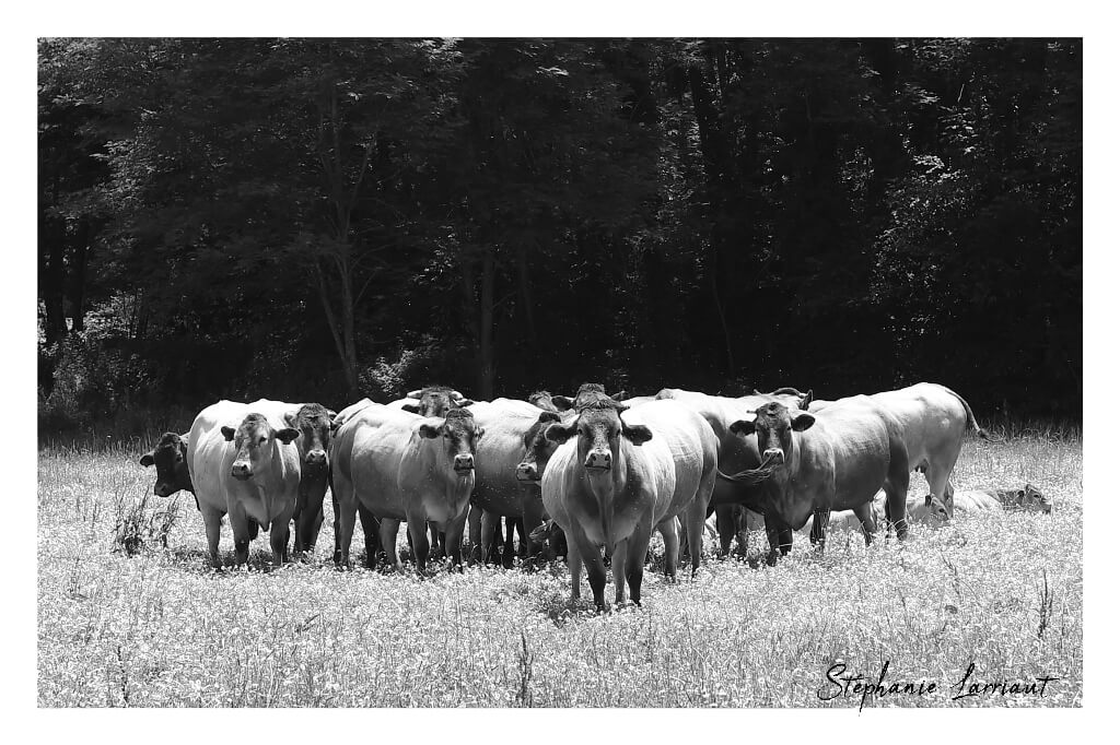 Reportage photo Bazas Langon Marmande - Larriaut Photos - Galerie 2 La bazadaise TOUT UN ELEVAGE 24