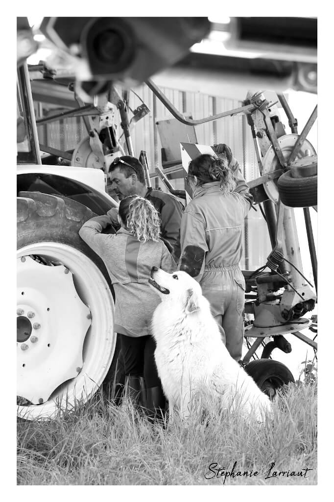 Reportage photo Bazas Langon Marmande - Larriaut Photos - Galerie 2 La bazadaise TOUT UN ELEVAGE 4