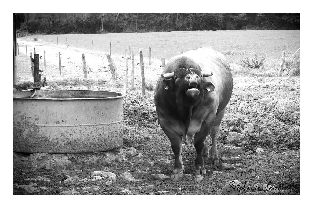 Reportage photo Bazas Langon Marmande - Larriaut Photos - Galerie 2 La bazadaise TOUT UN ELEVAGE 5