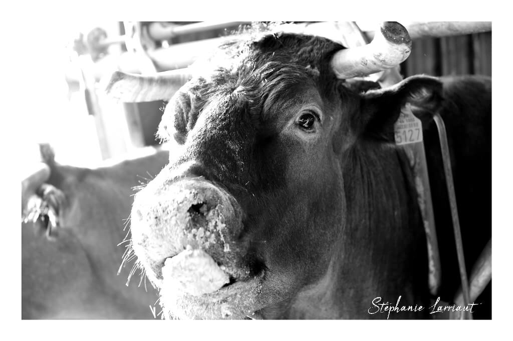 Reportage photo Bazas Langon Marmande - Larriaut Photos - Galerie 2 La bazadaise TOUT UN ELEVAGE 9